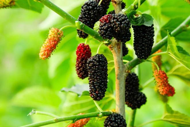 、降血压、控血糖！它浑身都是宝→不朽情缘